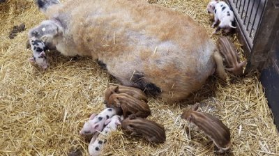 wollschwein_1_1.jpg - wollschwein_1_1.jpg -